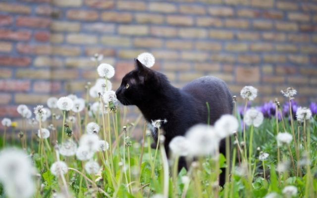 黒猫の待ち受けは音信不通の彼から連絡がくる