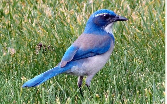 青い鳥の待ち受けで彼が自分だけを見てくれる