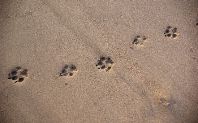 運命の出会いをする待ち受けは動物の足跡